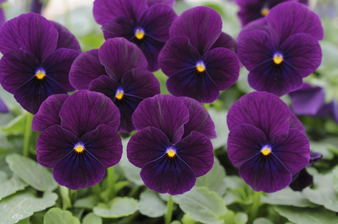 G1431 Viola Cornuta Sorbet Xp Purple 1 6c7055e0 F68b 4aba 98b3 Feb084408eb1 from www redcrocus com