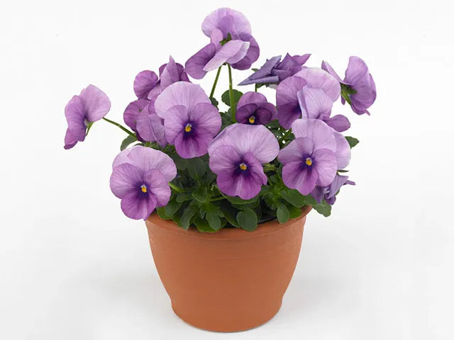 G1431 Viola Cornuta Sorbet Xp Purple 7 69b1b074 F315 4da6 B05b 2942d36c2baa from www redcrocus com