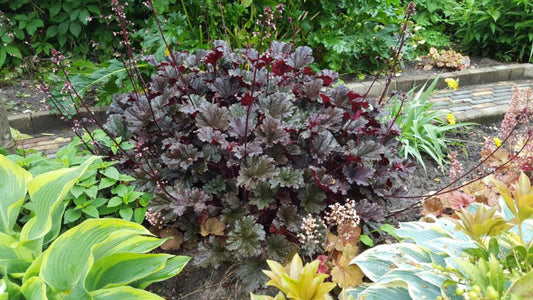 G1442 Heuchera X Dark Secret - View 10 from www redcrocus com