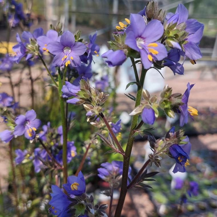 G1453 Polemonium Yezoense Purple Rain 11 62edd3e7 Ac29 415a 9d27 Cd4b1ee9964a from www redcrocus com