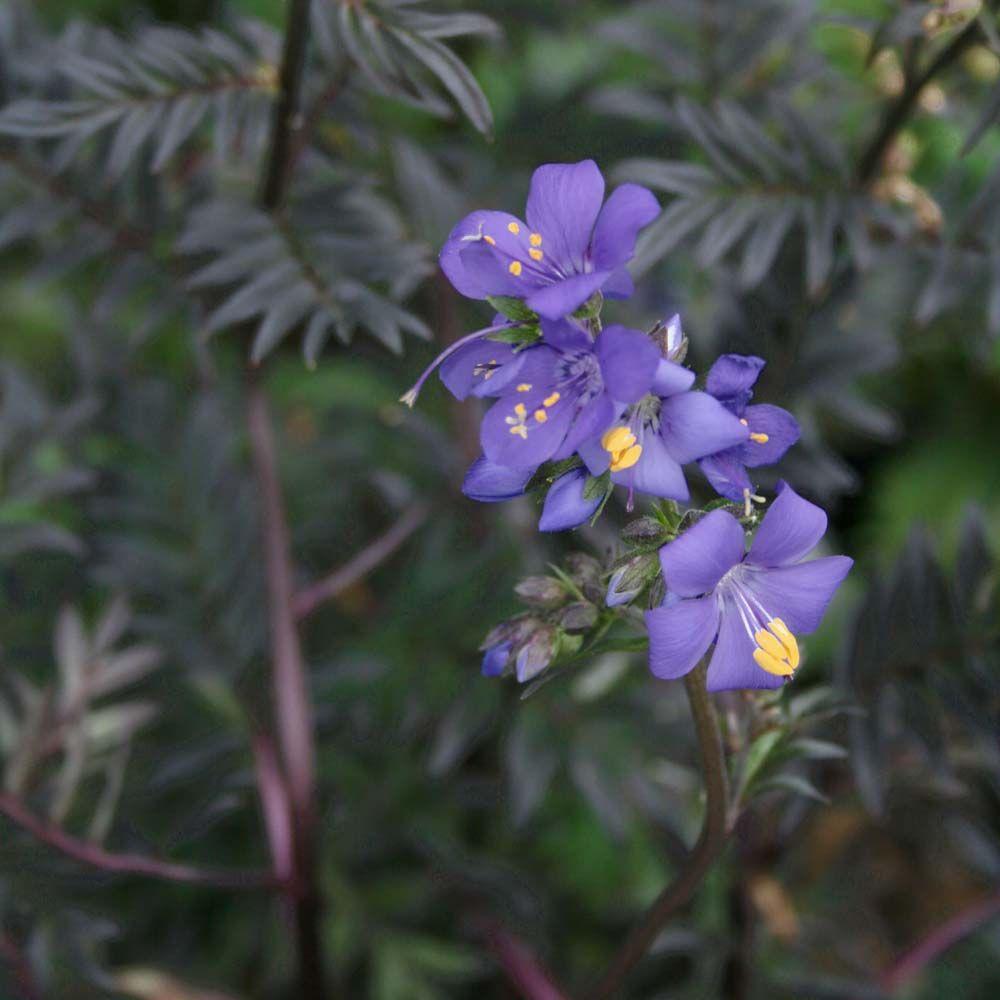 G1453 Polemonium Yezoense Purple Rain 12 B6c9498a 9ed5 45f8 A7d7 0de3da070a5e from www redcrocus com