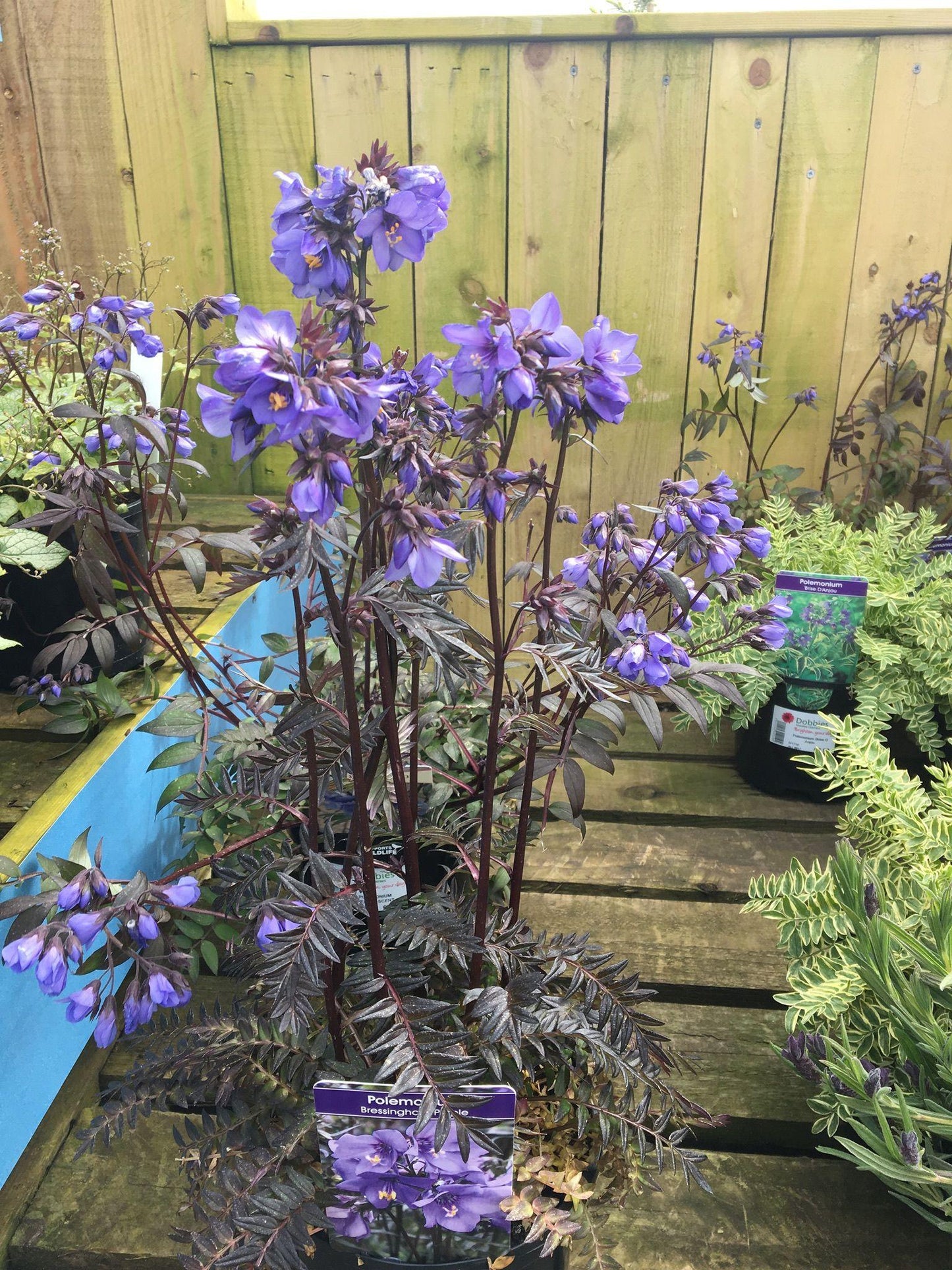 G1453 Polemonium Yezoense Purple Rain 13 D7353a43 D881 409f 949e 74fe460c72fd from www redcrocus com