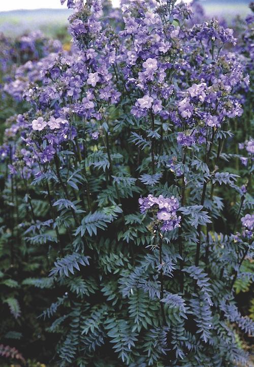 G1453 Polemonium Yezoense Purple Rain 14 F24942d6 6feb 4ceb 94b5 9709a057fe6b from www redcrocus com