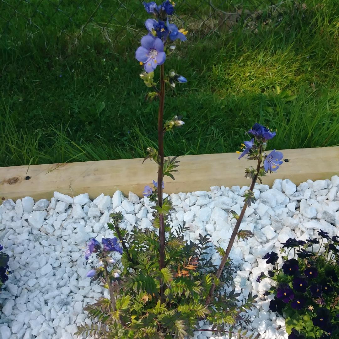 G1453 Polemonium Yezoense Purple Rain 15 9e0fabdb 4888 43af 923f 6fb2e08e4361 from www redcrocus com