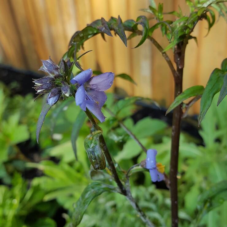 G1453 Polemonium Yezoense Purple Rain 16 E7d94ab9 3fc8 4e07 Bc41 47a3027f8fdc from www redcrocus com