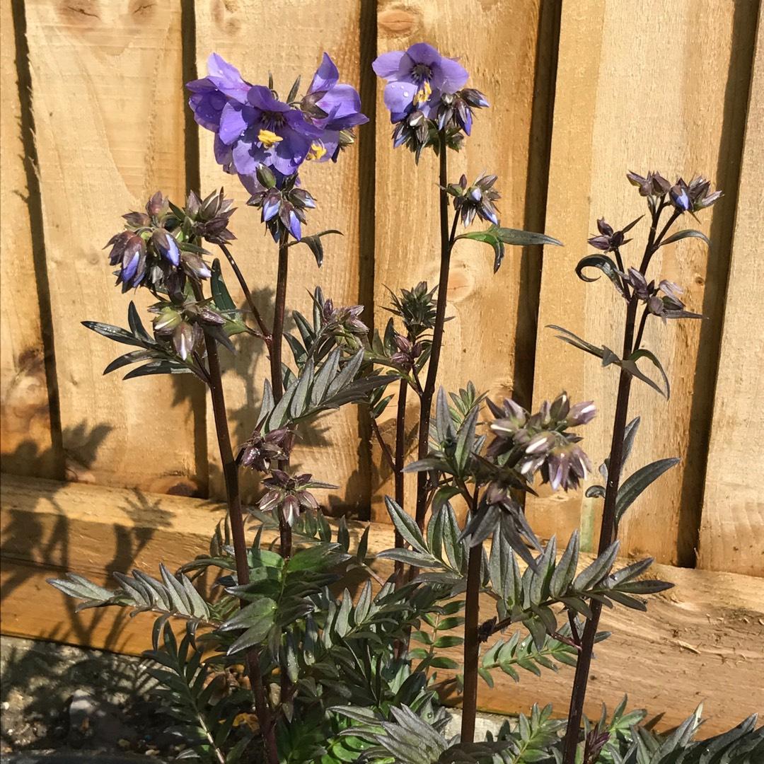 G1453 Polemonium Yezoense Purple Rain 17 Ed1f855c F26e 46bc 9a35 Ddb80c71eb13 from www redcrocus com