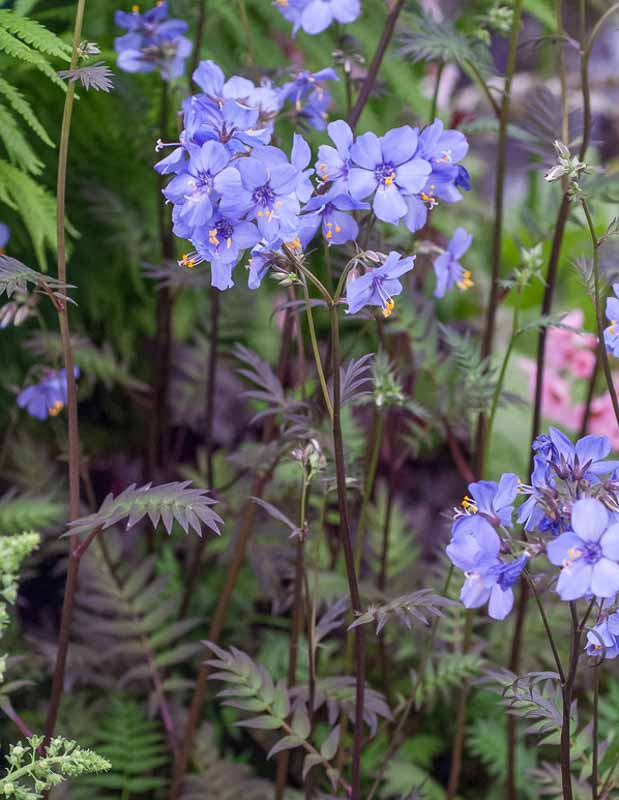 G1453 Polemonium Yezoense Purple Rain 1 222c987e 2e35 4d88 832e 58534fa935d6 from www redcrocus com
