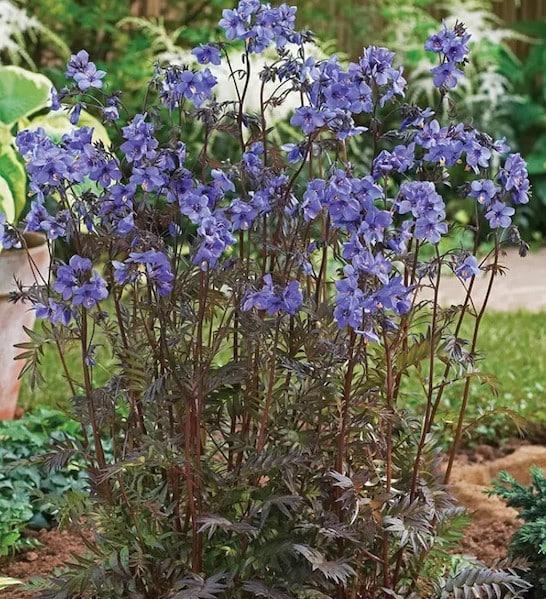 G1453 Polemonium Yezoense Purple Rain 2 0bc0257d D81c 47f4 8cda 58a4a84fc929 from www redcrocus com
