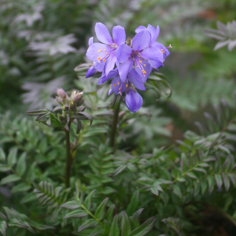 G1453 Polemonium Yezoense Purple Rain 3 D1cec297 604a 4a0d B483 652a9a226383 from www redcrocus com