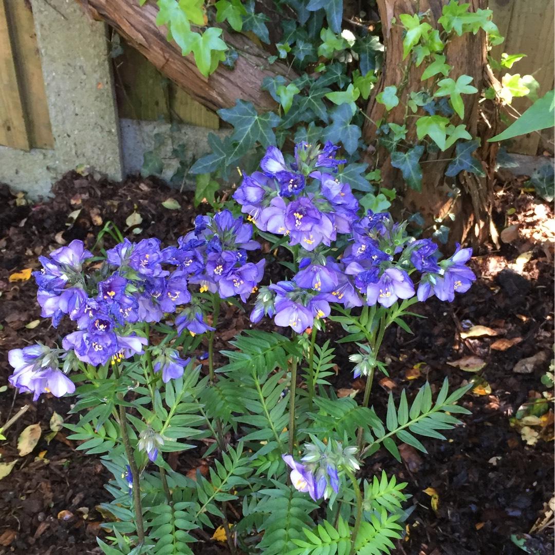 G1453 Polemonium Yezoense Purple Rain 4 Dfb75dc0 1c93 4212 A8fd 1349525e3c3b from www redcrocus com