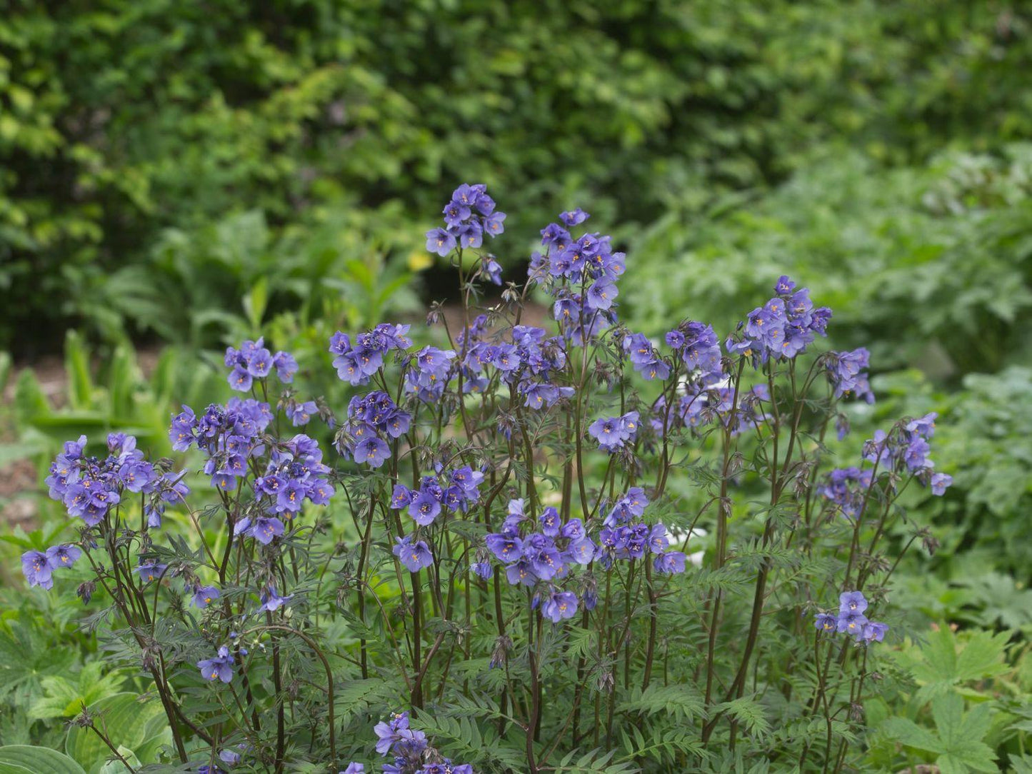 G1453 Polemonium Yezoense Purple Rain 5 De39eed1 6d26 4d03 A28c Da8ff7d30c54 from www redcrocus com