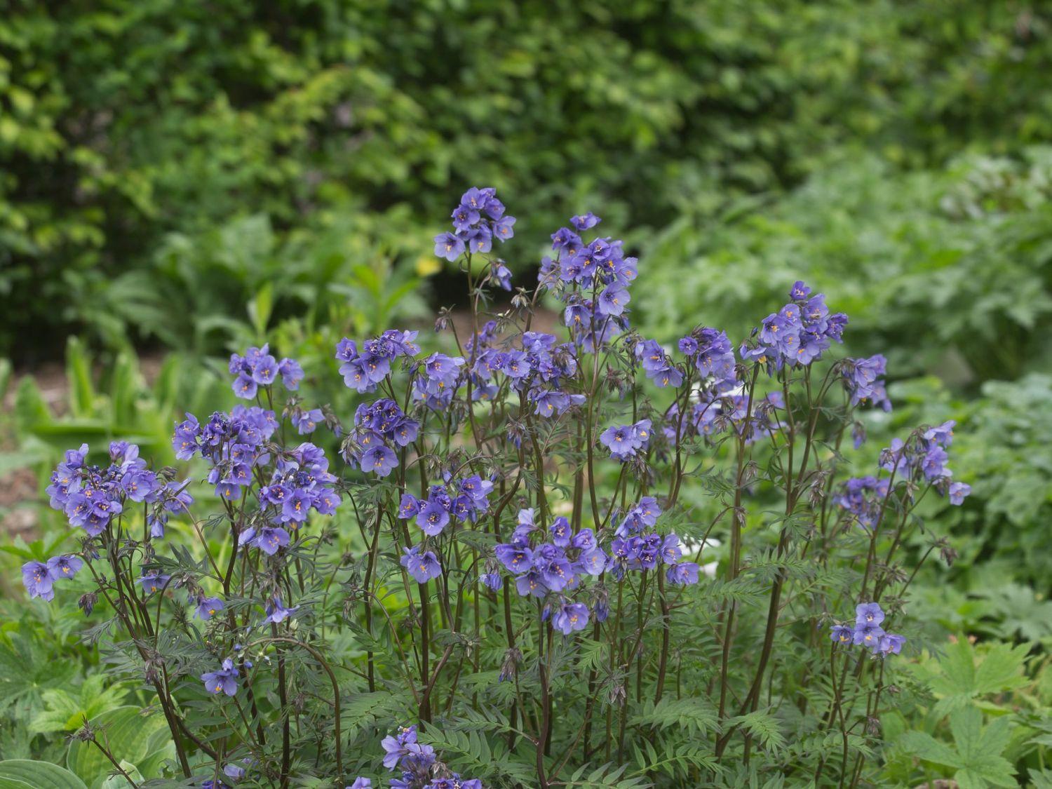 G1453 Polemonium Yezoense Purple Rain 5 De39eed1 6d26 4d03 A28c Da8ff7d30c54 from www redcrocus com