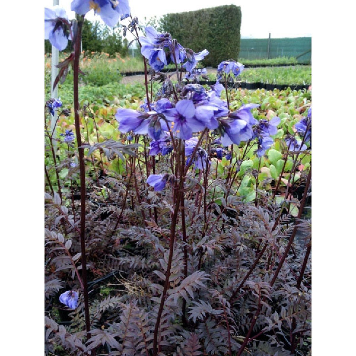 G1453 Polemonium Yezoense Purple Rain 6 5c02b3e0 2841 4005 B4ad B29d3908550f from www redcrocus com