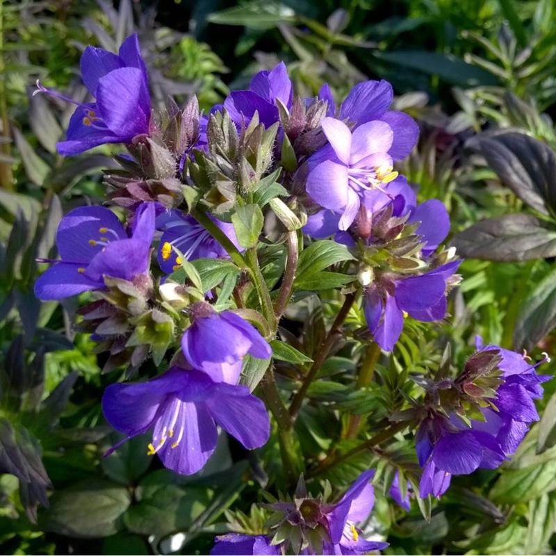 G1453 Polemonium Yezoense Purple Rain 7 1f4fdc25 46f5 43a7 Baa6 7af43e3dd4ba from www redcrocus com