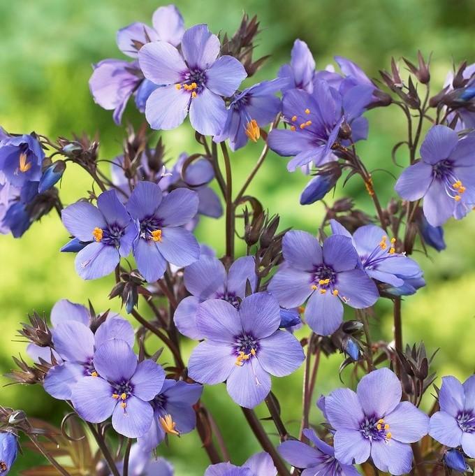 G1453 Polemonium Yezoense Purple Rain 8 4a31a585 9666 4b37 9bff 17f43f94411d from www redcrocus com