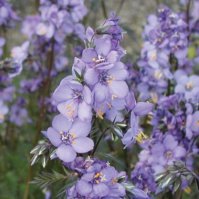 G1453 Polemonium Yezoense Purple Rain 9 0185d18c 1c79 4f20 9407 6ef3256a915a from www redcrocus com