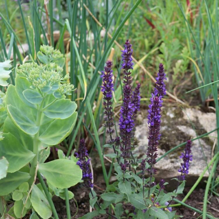 G1455 Salvia Nemorosa New Dimension Blue 15 13388f88 Ffeb 4561 Abae 3481e8c081a8 from www redcrocus com