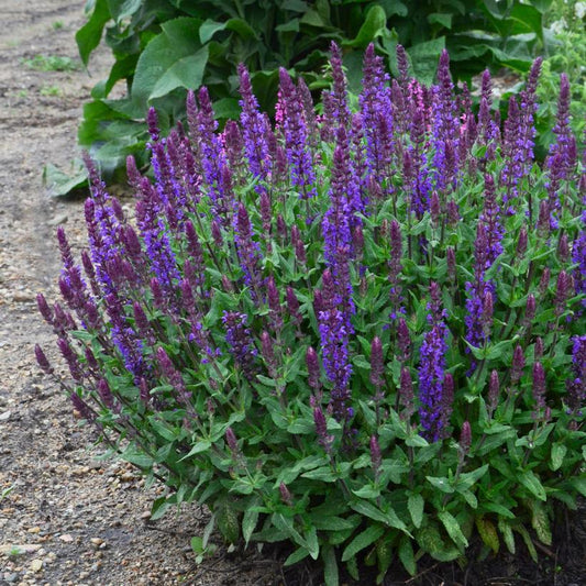 G1455 Salvia Nemorosa New Dimension Blue - View 1 from www redcrocus com
