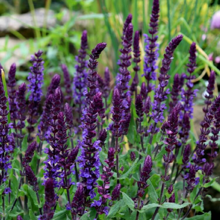 G1455 Salvia Nemorosa New Dimension Blue 5 F36df28c D50a 4a24 9d46 73d6a1b42e97 from www redcrocus com