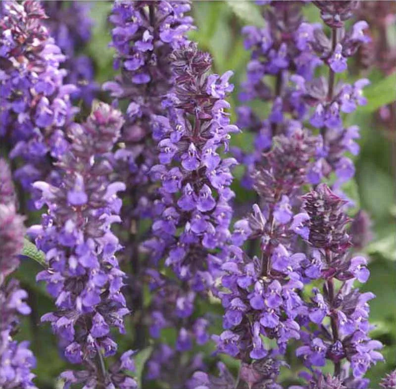 G1455 Salvia Nemorosa New Dimension Blue 6 D983430f B586 4ec0 Ac15 55782cd0bb53 from www redcrocus com