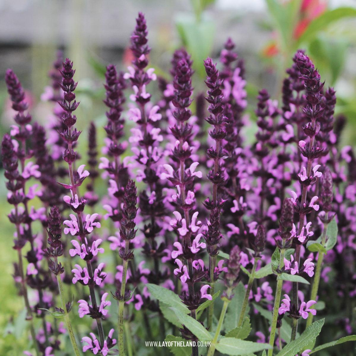 G1456 Salvia Nemorosa New Dimension Rose 11 Cc93123a 7ba3 4600 9218 E3074f1c5f0d from www redcrocus com