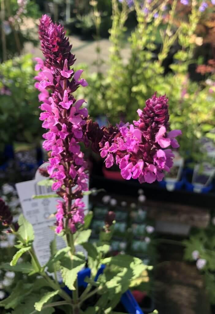 G1456 Salvia Nemorosa New Dimension Rose 12 6b07f41c 8e7f 4c27 9cc2 770050e56c0c from www redcrocus com