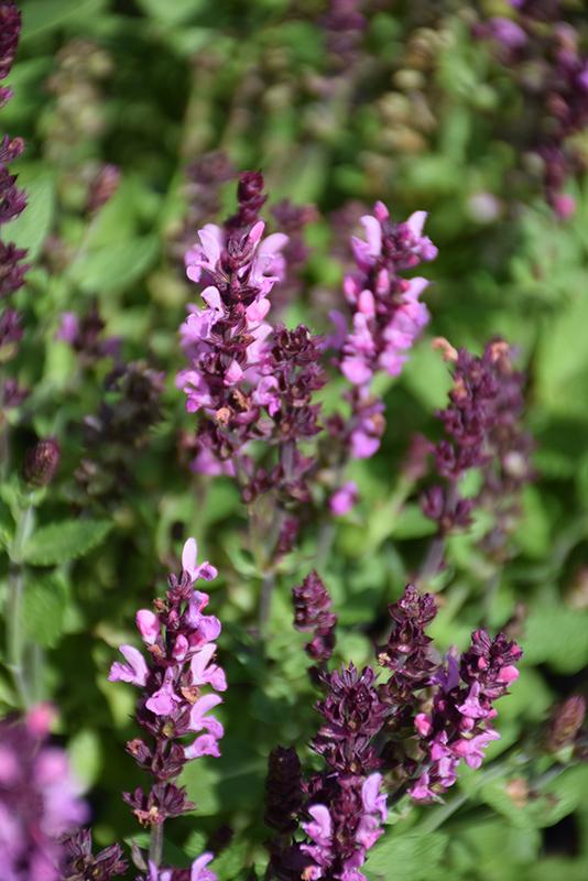 G1456 Salvia Nemorosa New Dimension Rose 13 Cdf83b92 Dbda 4ab4 Ae90 451af12c22aa from www redcrocus com
