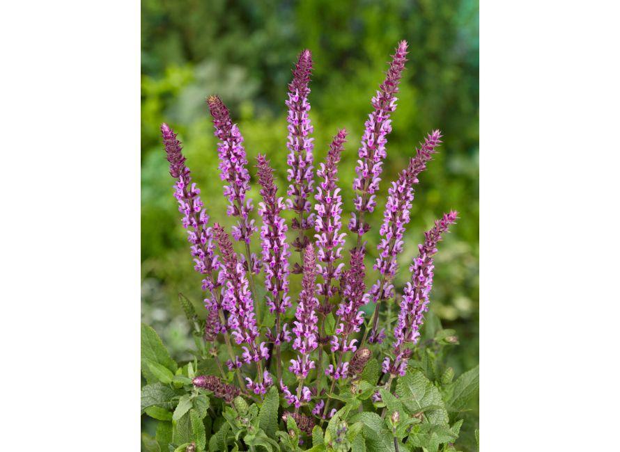 G1456 Salvia Nemorosa New Dimension Rose 14 1ef9ac0c Ae9a 4a1c Bb35 Abbc678c0193 from www redcrocus com