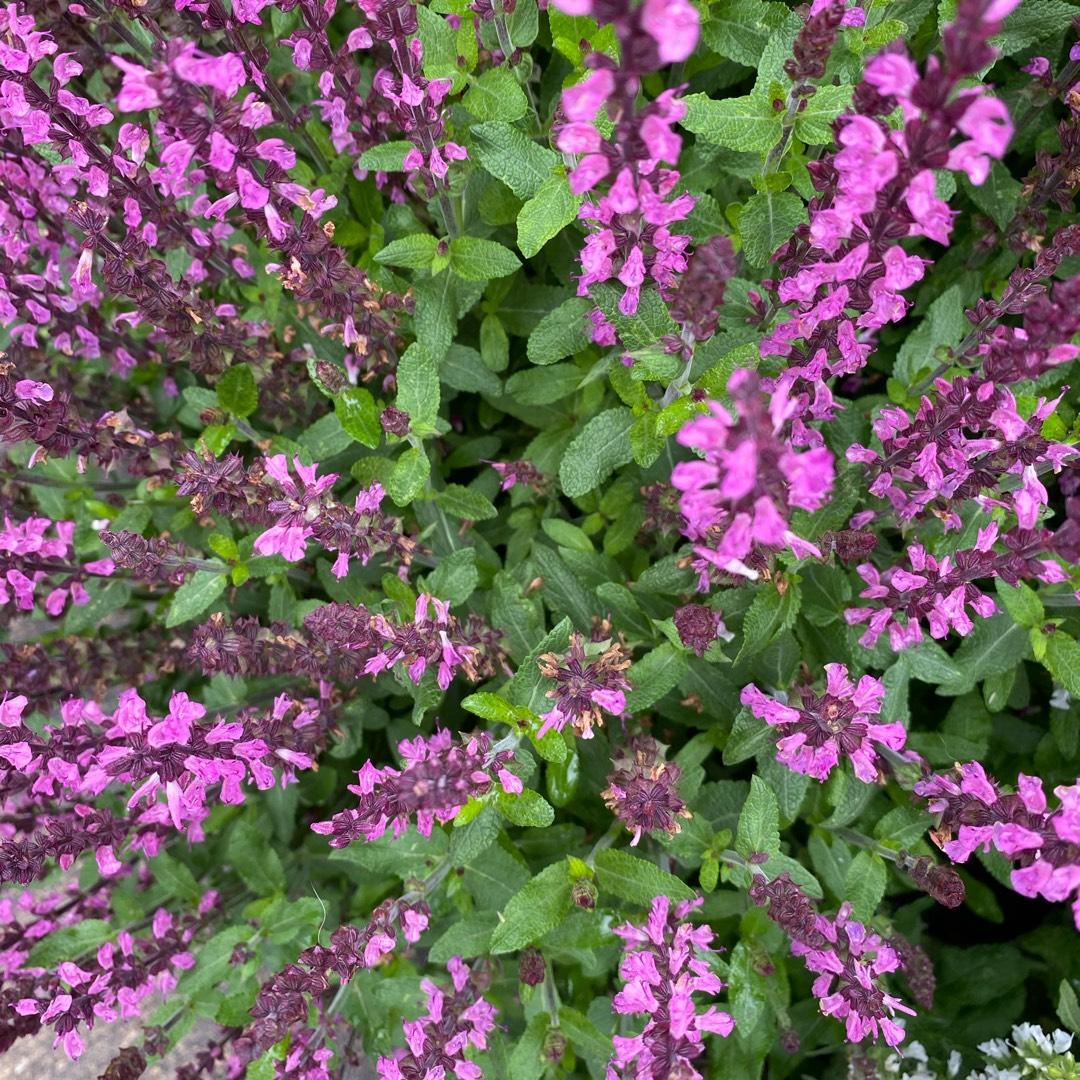 G1456 Salvia Nemorosa New Dimension Rose 15 A1085bf6 8660 4da9 B7d4 4c1ada5afb4b from www redcrocus com
