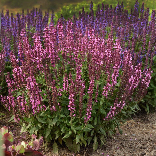 G1456 Salvia Nemorosa New Dimension Rose - View 1 from www redcrocus com