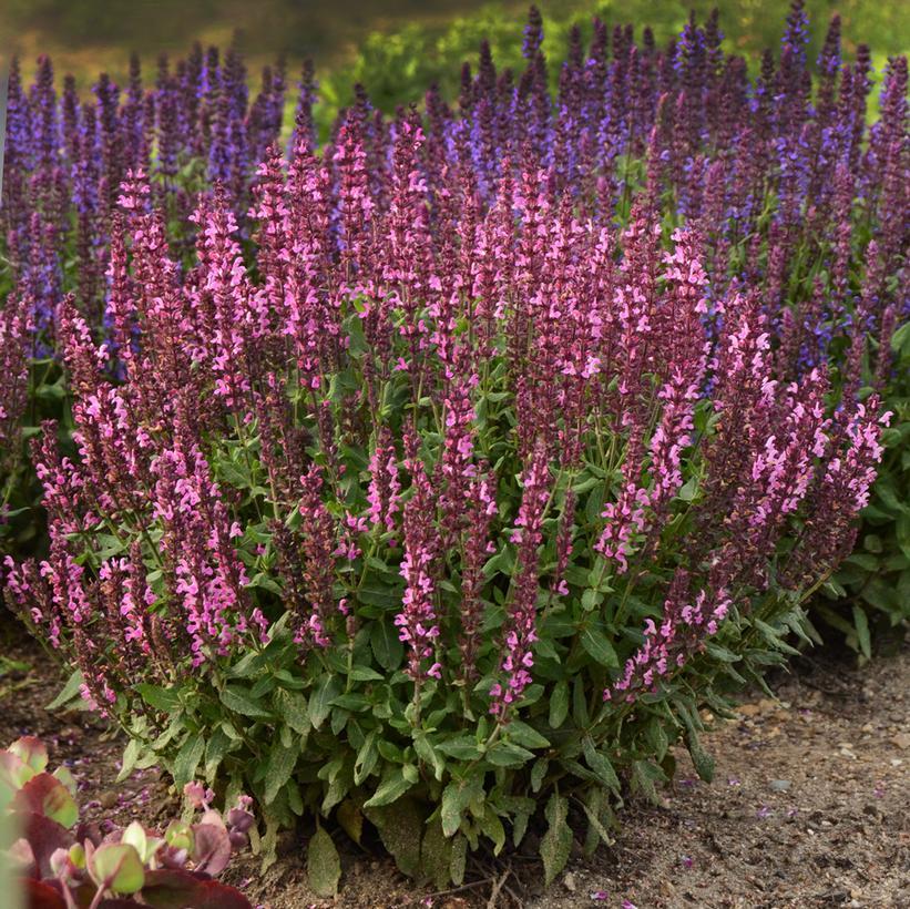 G1456 Salvia Nemorosa New Dimension Rose 1 4427f218 B3bb 4dcb 9ac6 D981438a9b91 from www redcrocus com