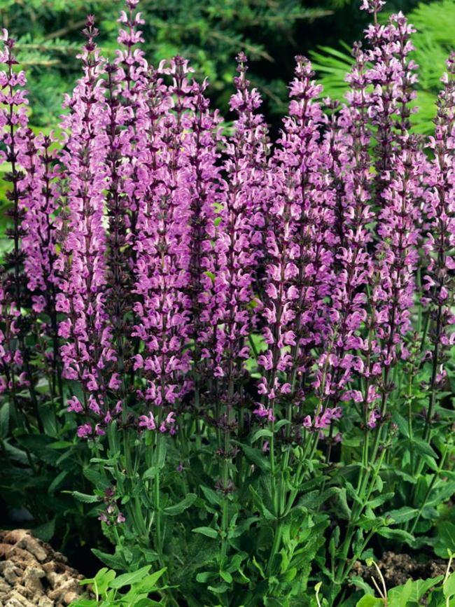G1456 Salvia Nemorosa New Dimension Rose 2 9c68ce1c Cd68 43c7 Bfda 9f5bd5b645f5 from www redcrocus com