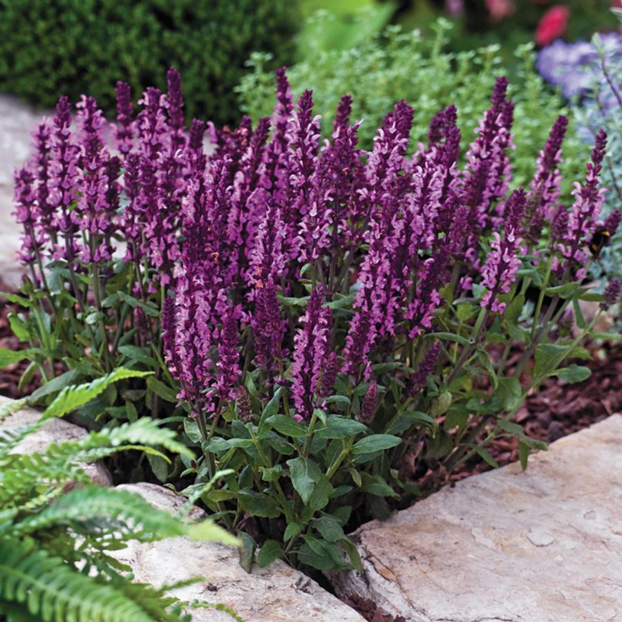 G1456 Salvia Nemorosa New Dimension Rose 3 605cce57 F8cb 495c B358 27c360841c62 from www redcrocus com