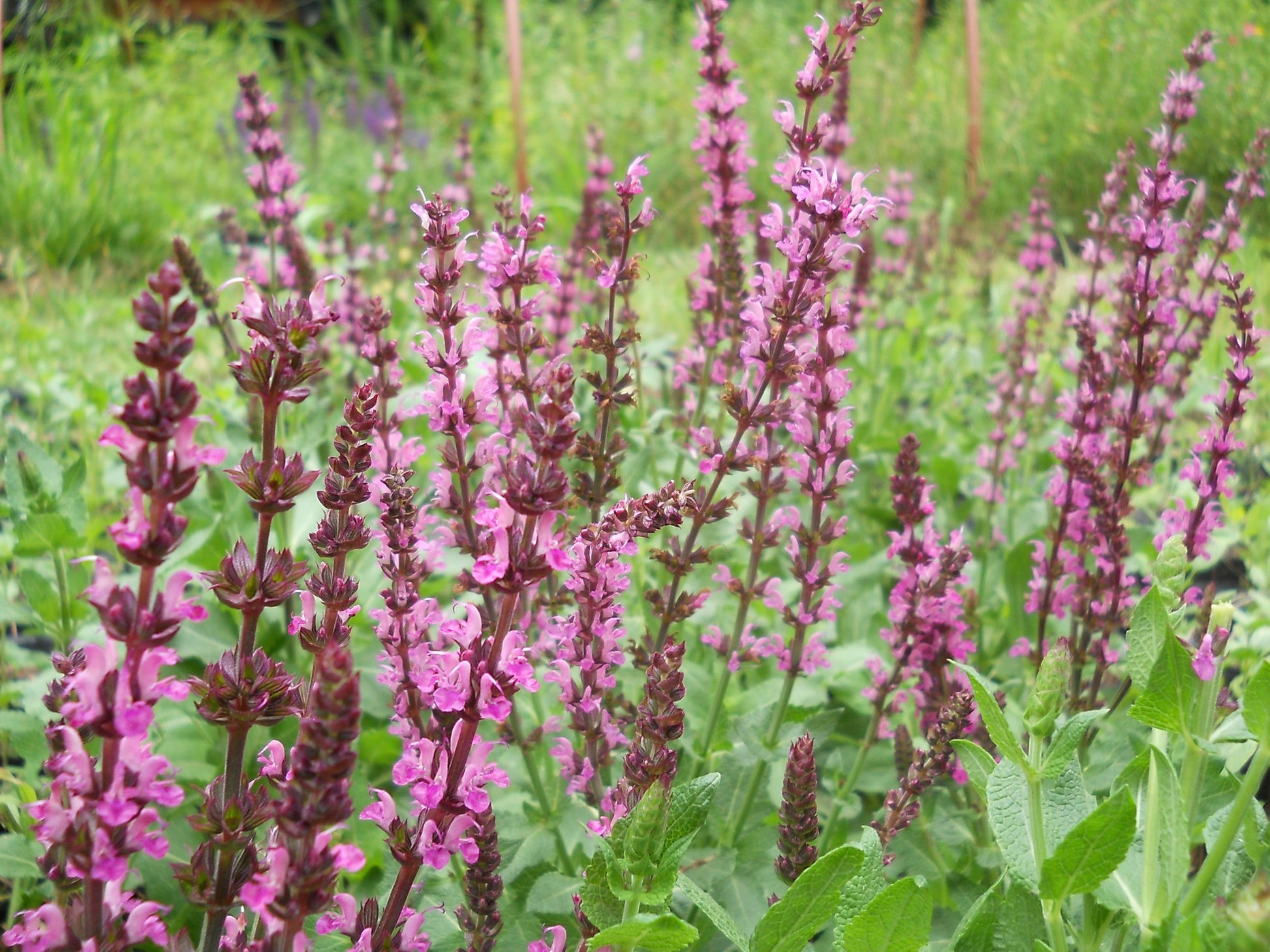 G1456 Salvia Nemorosa New Dimension Rose 4 6bbc275c Fe2f 40d5 91a0 1453122babaf from www redcrocus com