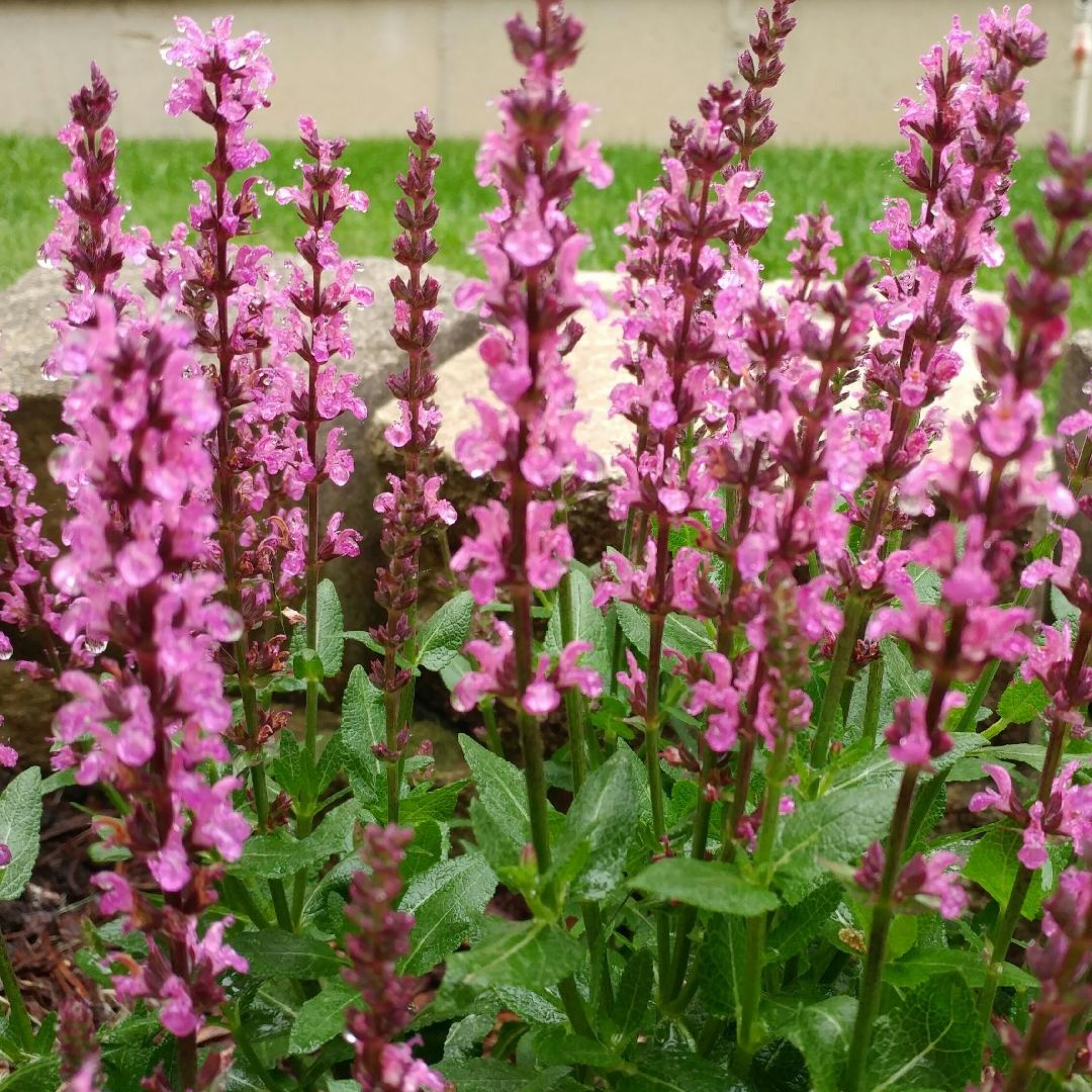 G1456 Salvia Nemorosa New Dimension Rose 5 1b33f4bf 888e 4c63 A1a0 Ee1dc183b0c2 from www redcrocus com
