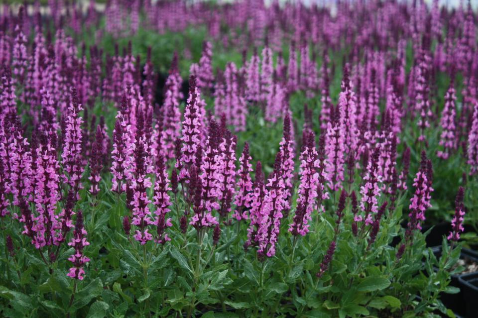 G1456 Salvia Nemorosa New Dimension Rose 6 D37099a6 0a05 49be B1b7 167d4589b3fd from www redcrocus com
