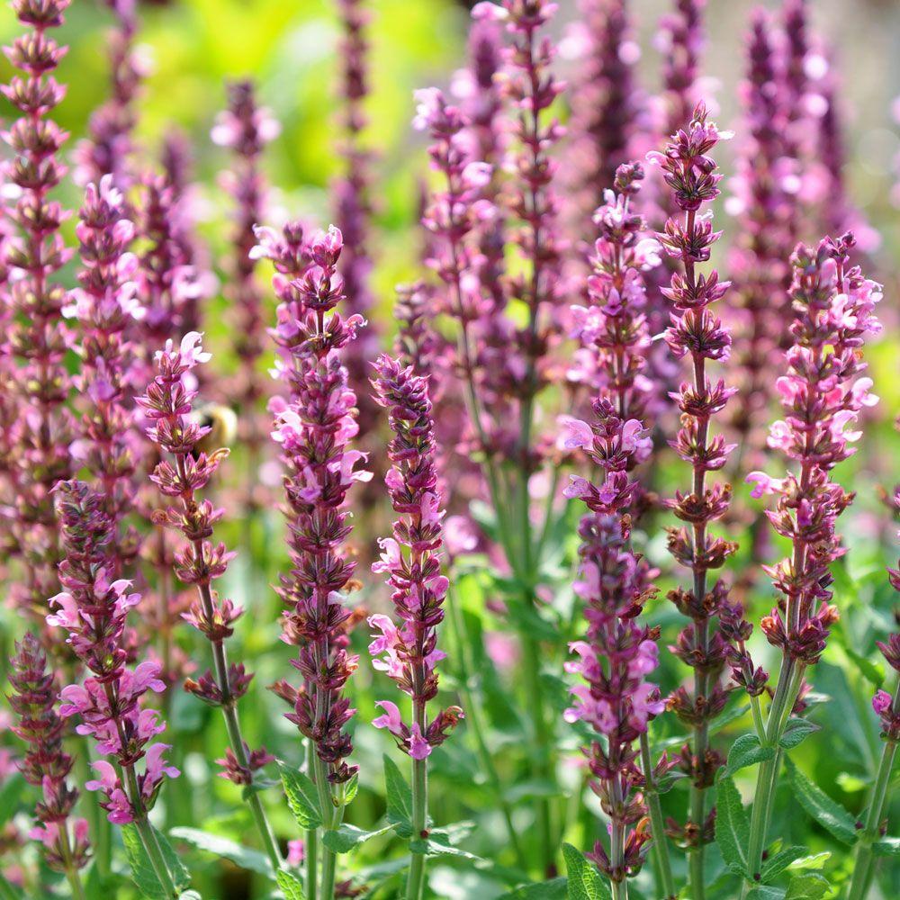 G1456 Salvia Nemorosa New Dimension Rose 7 28a0936c 06d5 4cca A70f Ad63ee08cadf from www redcrocus com