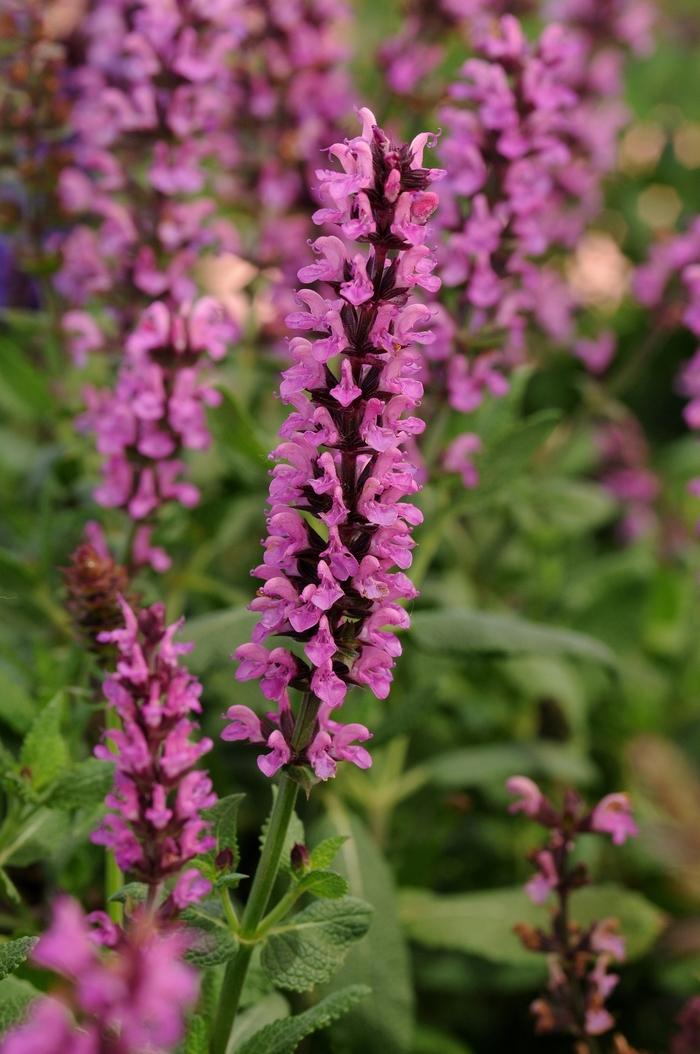 G1456 Salvia Nemorosa New Dimension Rose 8 00c43b71 642e 4992 8c56 38a2e3a97b03 from www redcrocus com
