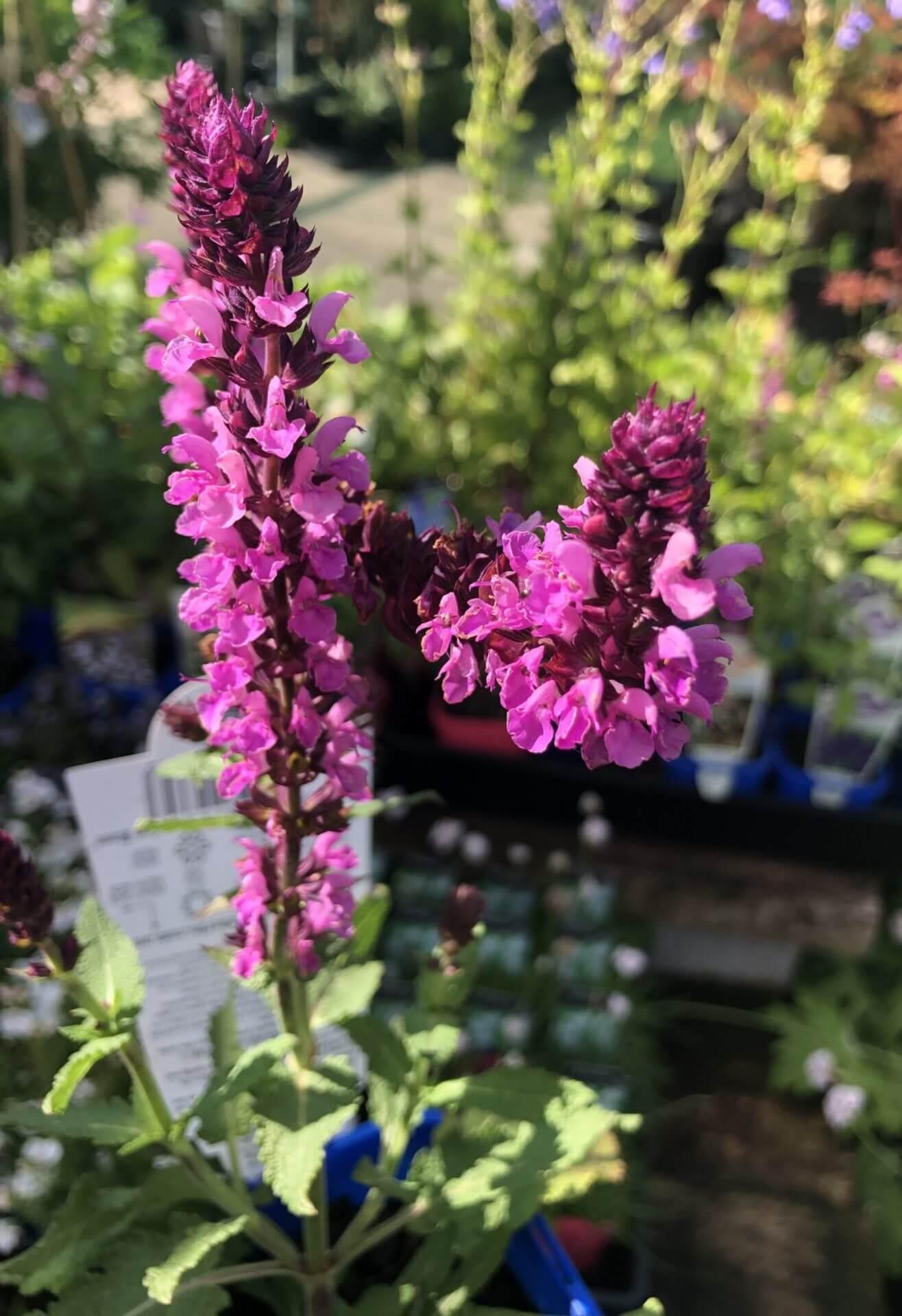 G1456 Salvia Nemorosa New Dimension Rose 9 8f317685 F28c 48f3 9a35 A51dc900c750 from www redcrocus com