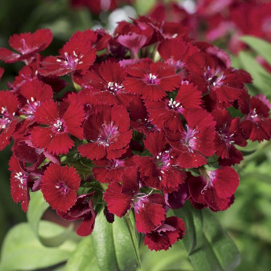 G1465 Dianthus Barbatus Barbarini Red - View 1 from www redcrocus com