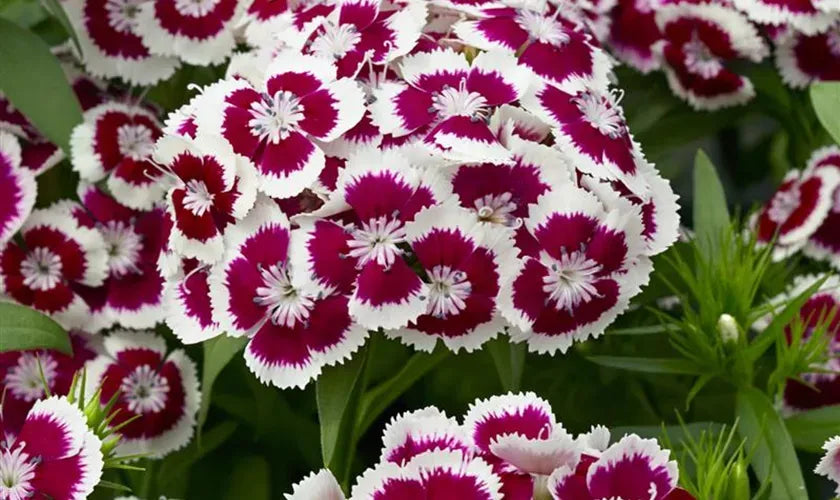 G1466 Dianthus Barbatus Barbarini Purple 11 5c5f81b0 1554 44ef A544 D49e15097da3 from www redcrocus com