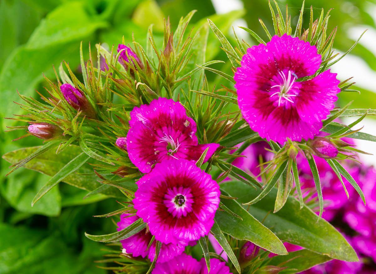 G1466 Dianthus Barbatus Barbarini Purple 12 210f880a 495c 425e 8fb7 4d8ba969e77a from www redcrocus com