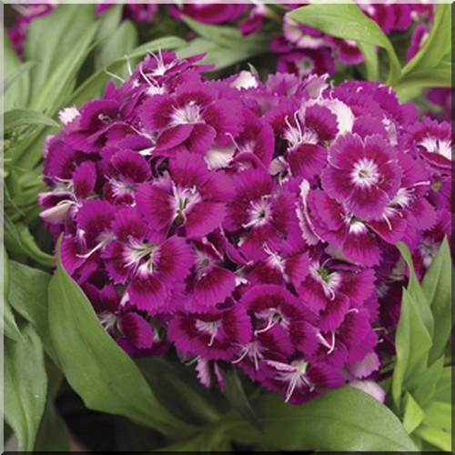 G1466 Dianthus Barbatus Barbarini Purple 13 43db3fc1 D3b6 4f13 8b92 1711da82fc2e from www redcrocus com