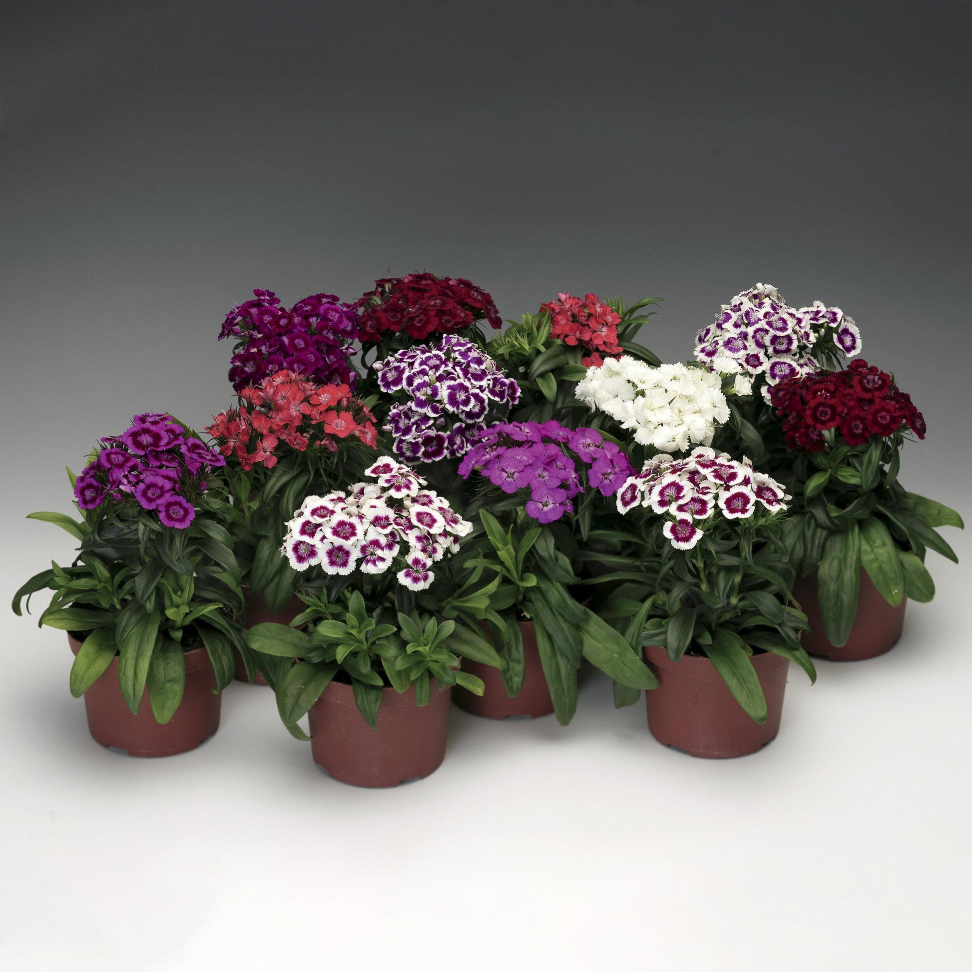 G1466 Dianthus Barbatus Barbarini Purple 14 9782336f C684 48ef Ba30 5fa35e8ac24e from www redcrocus com