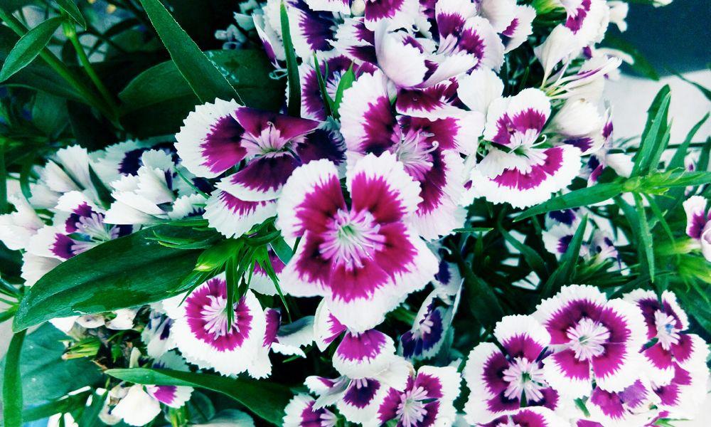 G1466 Dianthus Barbatus Barbarini Purple 15 03b4c7e5 6c2a 4607 B5e2 D6bc1f49525c from www redcrocus com