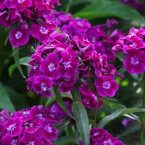 G1466 Dianthus Barbatus Barbarini Purple 17 3b74c2f9 65ac 4018 8335 Bff6624913c9 from www redcrocus com
