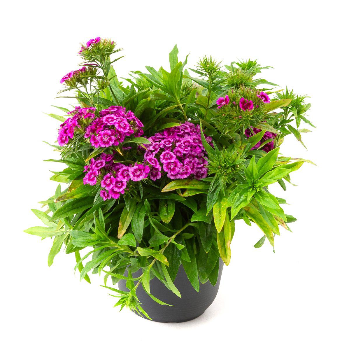 G1466 Dianthus Barbatus Barbarini Purple 18 314026f1 6ae6 4a79 9ab0 28798f2d5e8c from www redcrocus com
