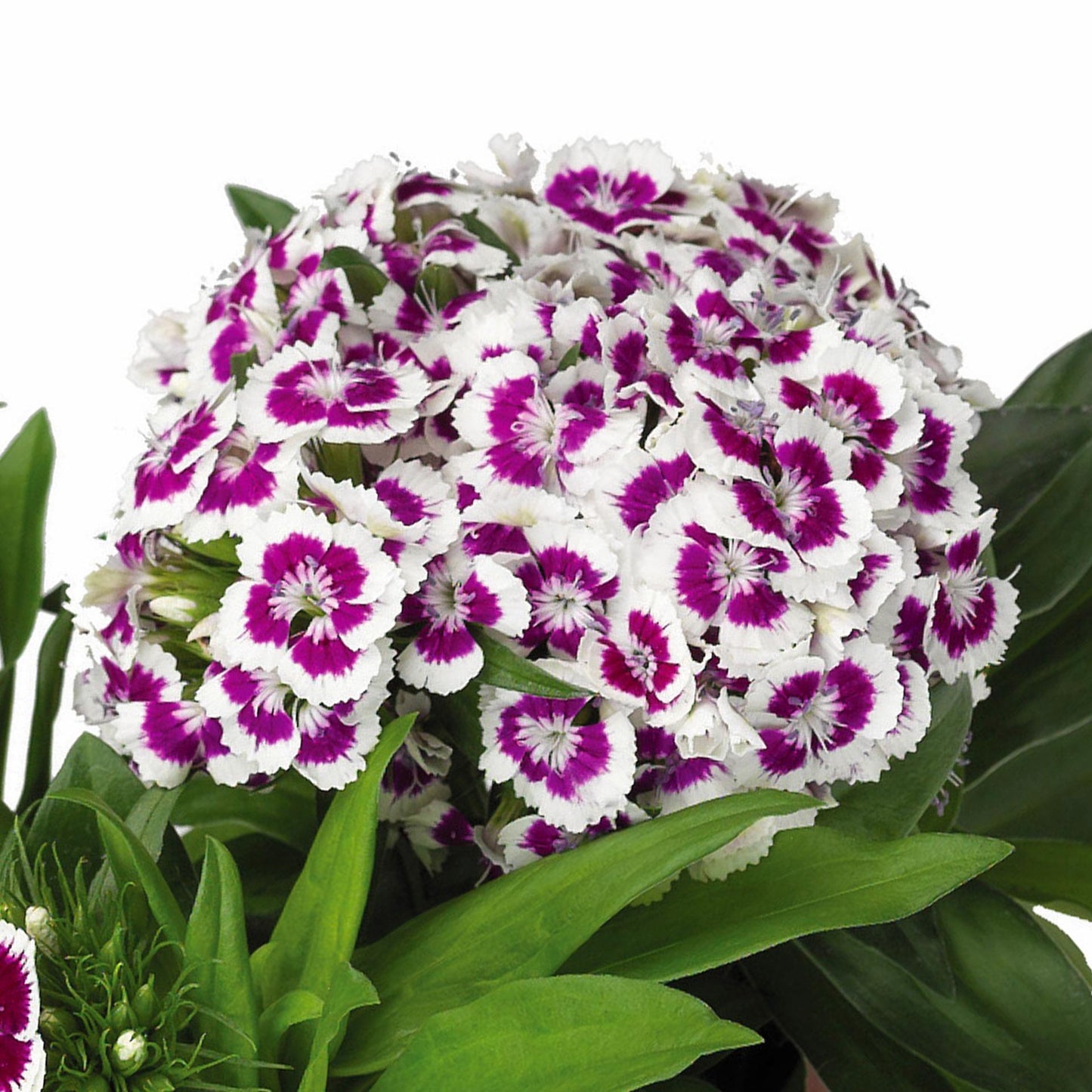 G1466 Dianthus Barbatus Barbarini Purple 19 2c6c4045 8a90 44ff Baeb B5311b25f1c9 from www redcrocus com
