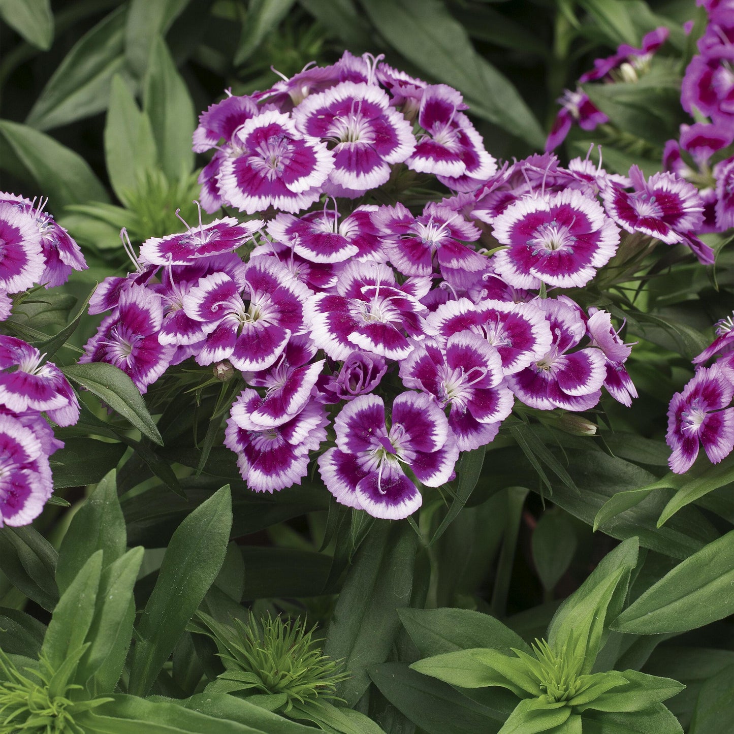 G1466 Dianthus Barbatus Barbarini Purple 1 77ca7f04 Dd71 486a 9f8b 7bb8d08371eb from www redcrocus com