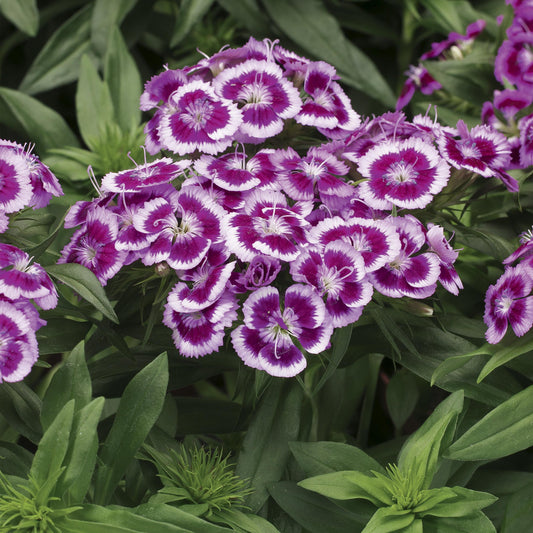 G1466 Dianthus Barbatus Barbarini Purple - View 1 from www redcrocus com